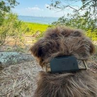 Fi’s Starlink-enabled pet tracker found my dog when LTE couldn’t