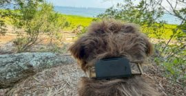 Fi’s Starlink-enabled pet tracker found my dog when LTE couldn’t