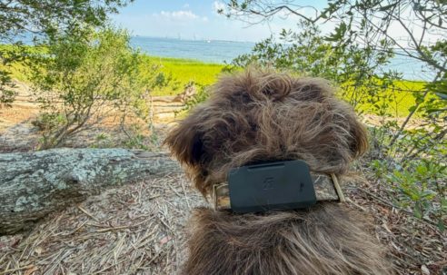 Fi’s Starlink-enabled pet tracker found my dog when LTE couldn’t