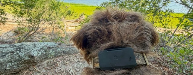 Fi’s Starlink-enabled pet tracker found my dog when LTE couldn’t