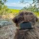 Fi’s Starlink-enabled pet tracker found my dog when LTE couldn’t