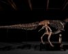 Gus the T-Rex Sells for Record $50.1 Million USD at Sotheby's
