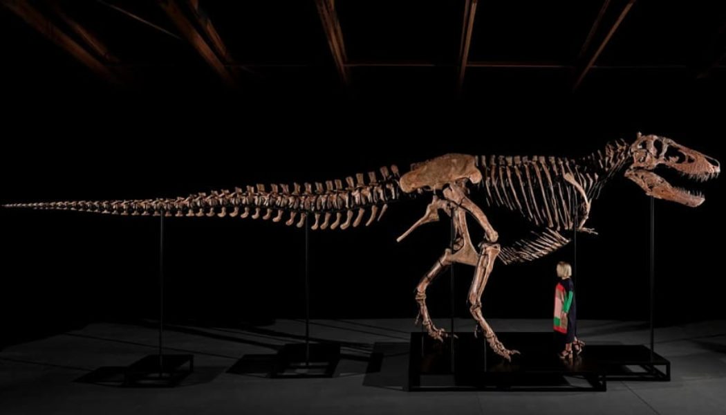 Gus the T-Rex Sells for Record $50.1 Million USD at Sotheby's