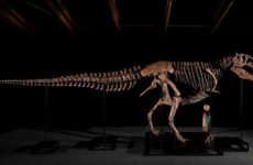 Gus the T-Rex Sells for Record $50.1 Million USD at Sotheby's