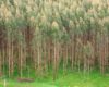 Land restoration agenda creating Kenya's next economic frontier