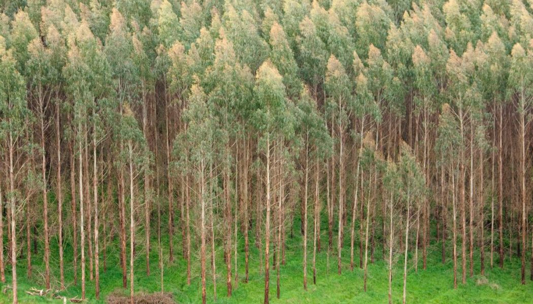 Land restoration agenda creating Kenya's next economic frontier
