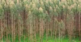 Land restoration agenda creating Kenya’s next economic frontier