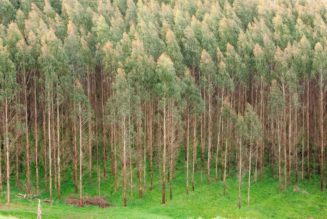 Land restoration agenda creating Kenya's next economic frontier