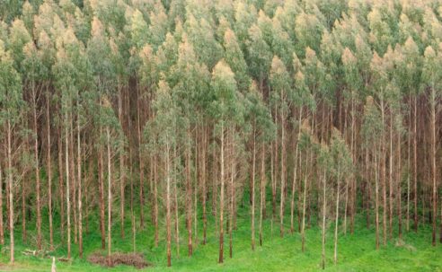 Land restoration agenda creating Kenya's next economic frontier