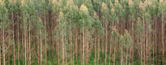 Land restoration agenda creating Kenya's next economic frontier