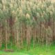 Land restoration agenda creating Kenya's next economic frontier