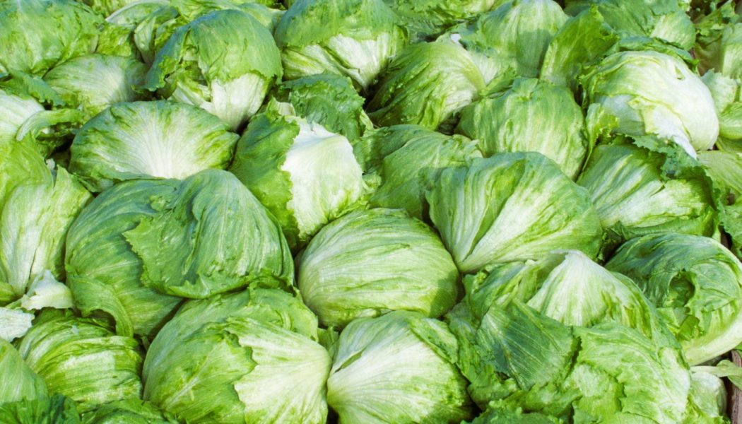 Taylor Farms pulls iceberg lettuce from the US market after cyclosporiasis outbreak