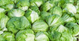 Taylor Farms pulls iceberg lettuce from the US market after cyclosporiasis outbreak