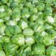 Taylor Farms pulls iceberg lettuce from the US market after cyclosporiasis outbreak