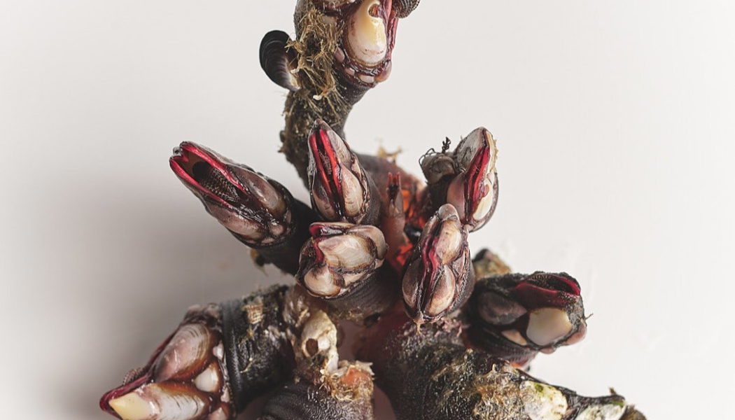 A Family Devotion to Atlantic Shellfish