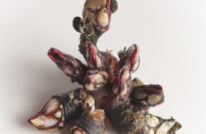 A Family Devotion to Atlantic Shellfish