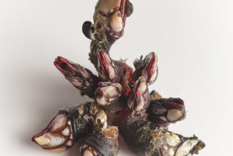 A Family Devotion to Atlantic Shellfish