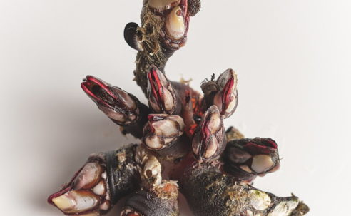 A Family Devotion to Atlantic Shellfish