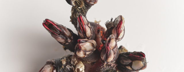 A Family Devotion to Atlantic Shellfish