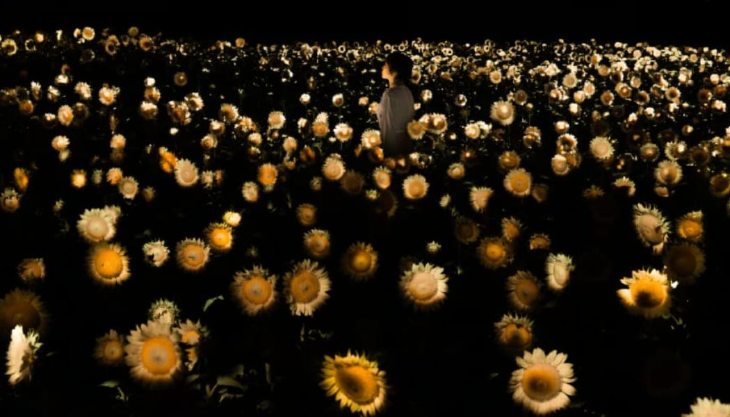 teamLab Transforms Osaka's Sunflowers Into an Interactive Ecosystem