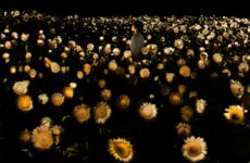 teamLab Transforms Osaka's Sunflowers Into an Interactive Ecosystem