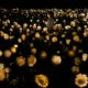 teamLab Transforms Osaka's Sunflowers Into an Interactive Ecosystem